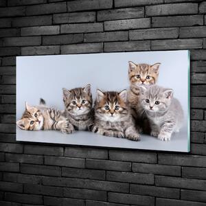 Fotoobraz na skle Pět koček osh-75950374