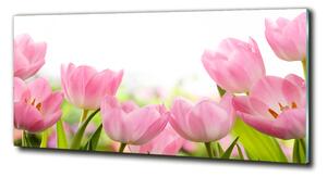 Foto obraz skleněný horizontální Růžové tulipány osh-76412458