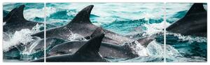 Obraz - Delfíni v oceáně (170x50 cm)
