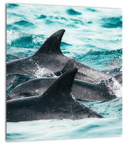 Obraz - Delfíni v oceáně (30x30 cm)