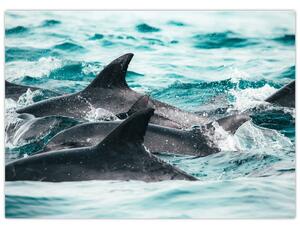 Obraz - Delfíni v oceáně (70x50 cm)
