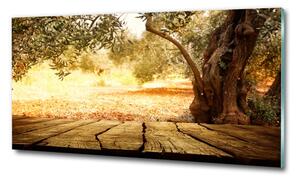 Fotoobraz na skle Olivový strom osh-77330786