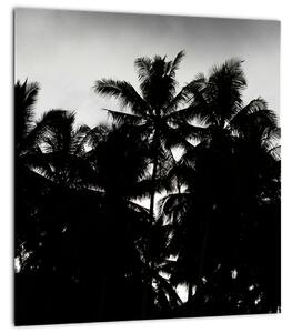 Obraz černobílý - palmy (30x30 cm)