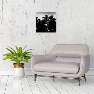 Obraz černobílý - palmy (30x30 cm)