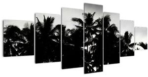 Obraz černobílý - palmy (210x100 cm)