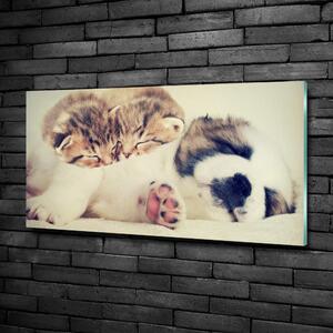 Fotoobraz na skle Dvě kočky a pes osh-78906407