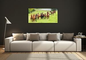Foto obraz fotografie na skle Stádo koní na louce osh-79057196