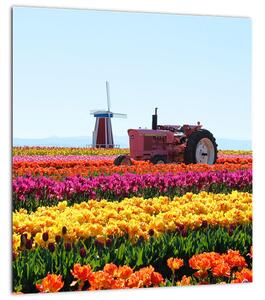 Obraz tulipánové farmy (30x30 cm)