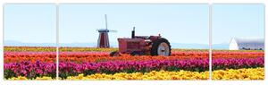 Obraz tulipánové farmy (170x50 cm)