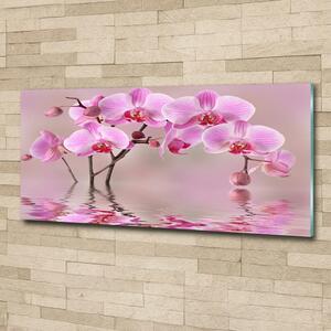 Moderní foto obraz na stěnu Růžová orchidej osh-79883275