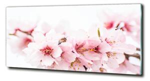 Foto-obraz fotografie na skle Květy višně osh-79943111
