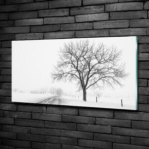 Foto obraz sklo tvrzené Strom zima osh-80032038