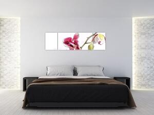 Obraz květu orchideje (170x50 cm)