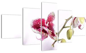 Obraz květu orchideje (125x70 cm)