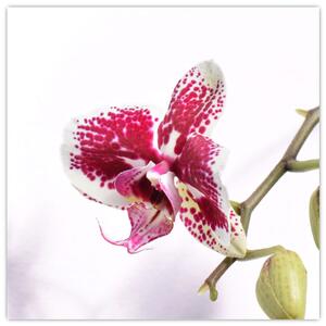 Obraz květu orchideje (30x30 cm)