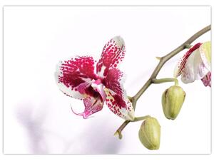 Obraz květu orchideje (70x50 cm)