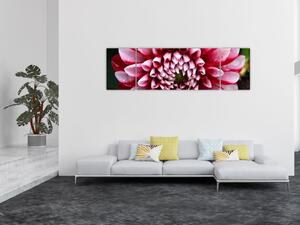 Obraz růžové jIřiny (170x50 cm)