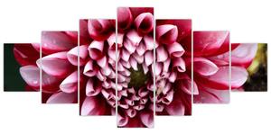 Obraz růžové jIřiny (210x100 cm)