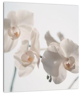 Obraz bílé orchideje (30x30 cm)