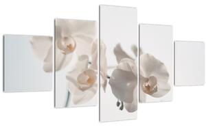Obraz bílé orchideje (125x70 cm)