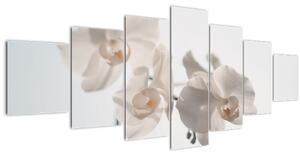 Obraz bílé orchideje (210x100 cm)