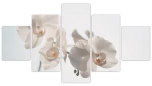 Obraz bílé orchideje (125x70 cm)
