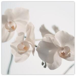 Obraz bílé orchideje (30x30 cm)
