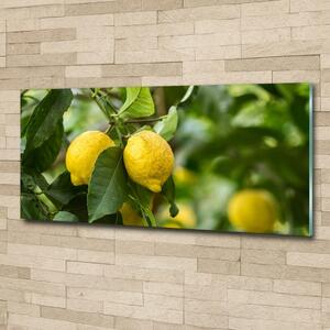Foto obraz skleněný horizontální Citrony na stromě osh-80843787