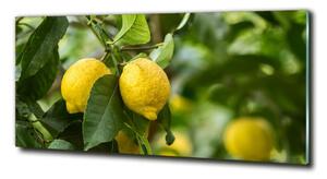 Foto obraz skleněný horizontální Citrony na stromě osh-80843787