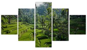 Obraz rýžových teras Tegalalang, Bali (125x70 cm)