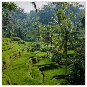 Obraz rýžových teras Tegalalang, Bali (30x30 cm)