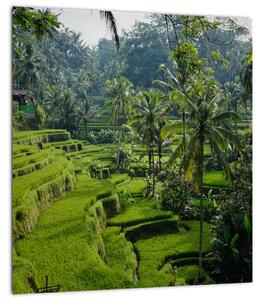 Obraz rýžových teras Tegalalang, Bali (30x30 cm)