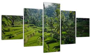 Obraz rýžových teras Tegalalang, Bali (125x70 cm)