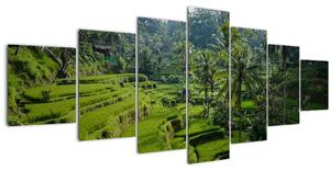 Obraz rýžových teras Tegalalang, Bali (210x100 cm)