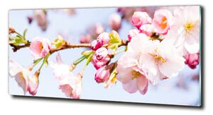 Foto-obraz fotografie na skle Květy višně osh-81280422
