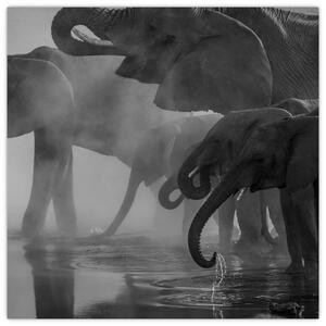 Obraz slonů - černobílý (30x30 cm)