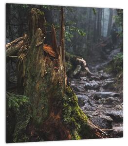 Obraz - V lese (30x30 cm)