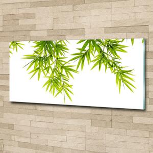 Fotoobraz na skle Listí bambusu osh-81471407