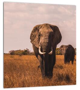 Obraz - Příchod slona (30x30 cm)