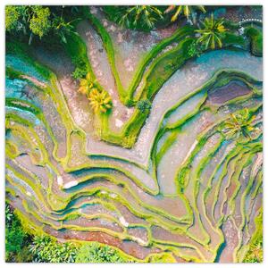 Obraz rýžových polí z ptačí perspektivy (30x30 cm)