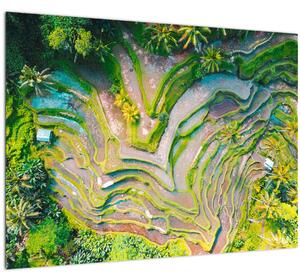 Obraz rýžových polí z ptačí perspektivy (70x50 cm)