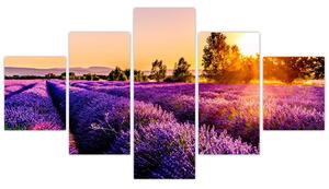 Obraz levandulového pole, Provence (125x70 cm)