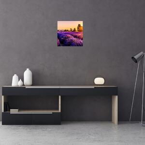 Obraz levandulového pole, Provence (30x30 cm)