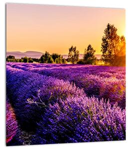 Obraz levandulového pole, Provence (30x30 cm)