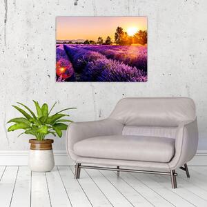 Obraz levandulového pole, Provence (70x50 cm)