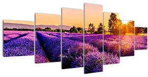 Obraz levandulového pole, Provence (210x100 cm)