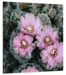 Obraz květ kaktusu (30x30 cm)