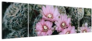 Obraz květ kaktusu (170x50 cm)