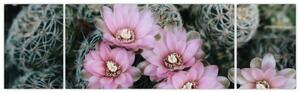 Obraz květ kaktusu (170x50 cm)