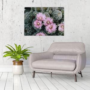 Obraz květ kaktusu (70x50 cm)